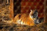 LIONSROCK JUNE 2022