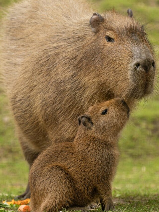 8 Most Happiest Animals In The World