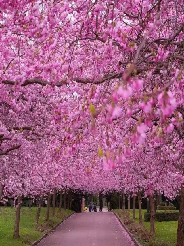 Autumn Cherry Blossom In Meghalaya: When, Where, And How To See