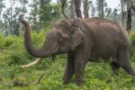 Injured Elephant Maniki Returned Home After Treatment, Strict Care Plan in Place elephantistock-1179488-1673314163