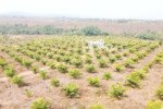 Nagaland favours consultation on oil palm cultivation