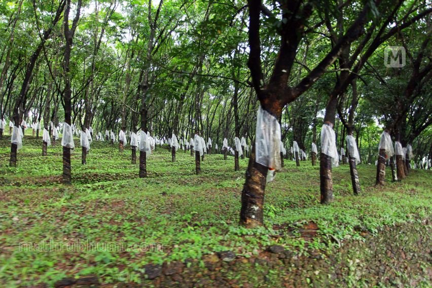 Project INROAD completes 1.25 lakh hectares of rubber plantation