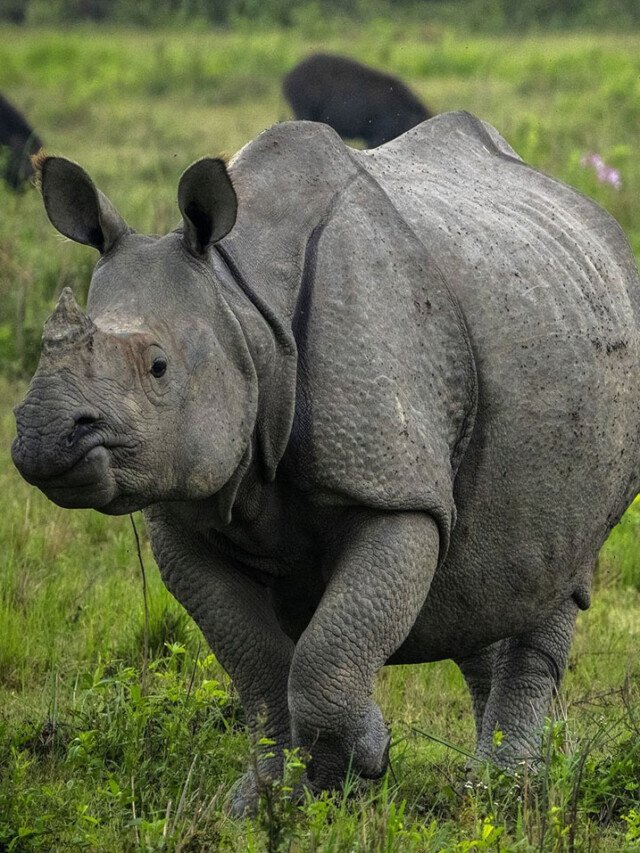 8 Wild Animals to Spot in Kaziranga National Park, Assam