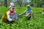 1500x900_457819-tea-garden-pti-assam1200x768-1024×614