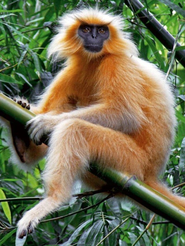 Everything You Should Know About Assam’s Golden Langur