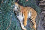 Wayanad’s man-eater tiger found dead with injuries images - 2025-01-28T001515.798