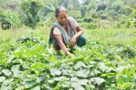 Displaced people in Manipur take to vegetable cultivation to battle stress, frustration