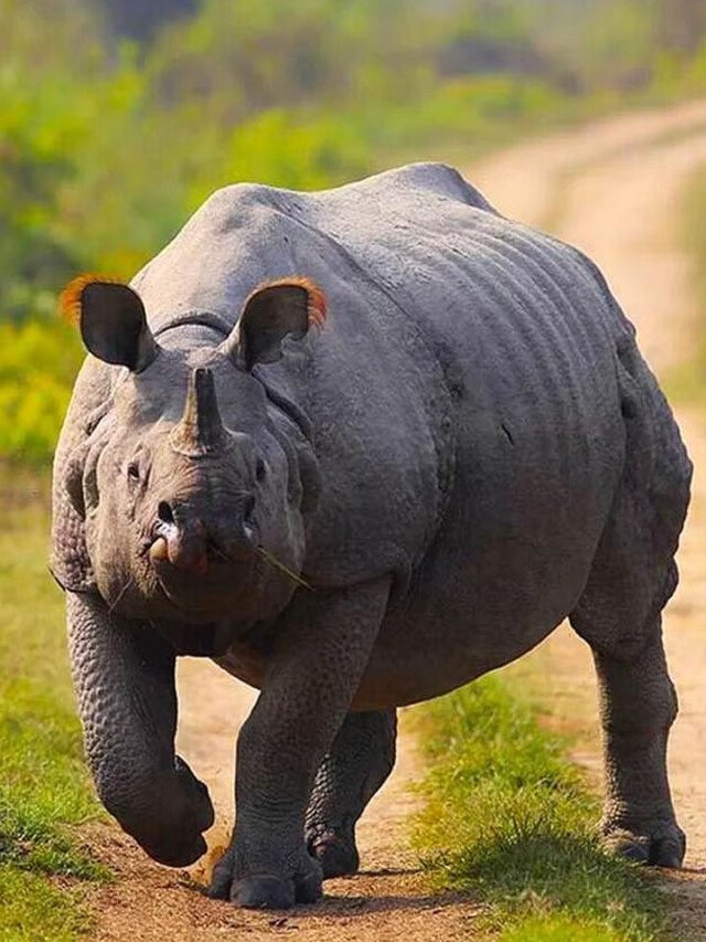 10 Amazing Facts About Kaziranga National Park