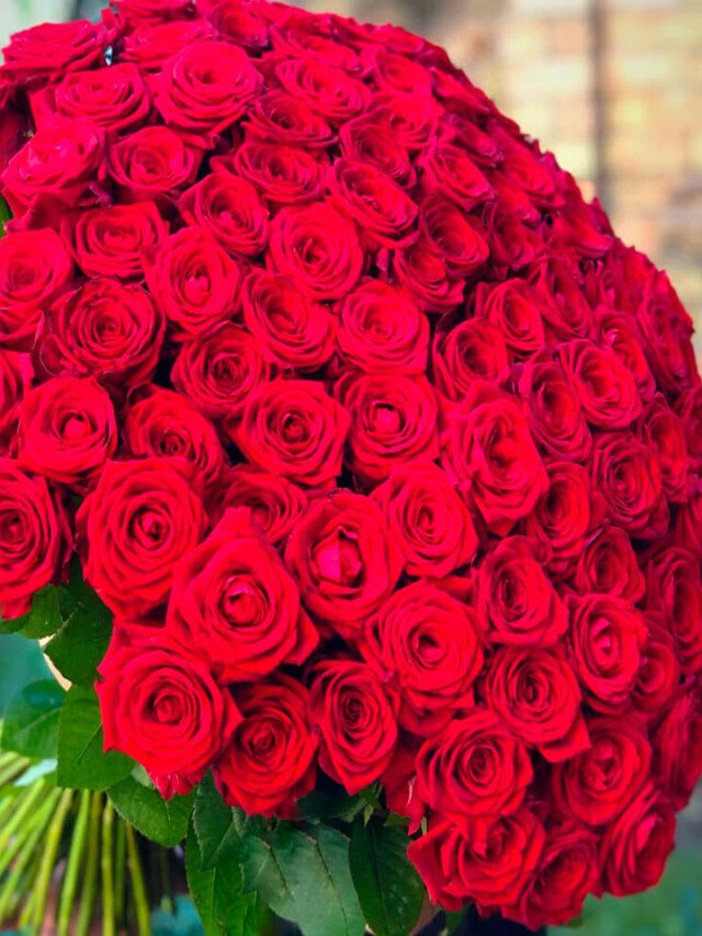 10 Most Expensive Rose In The World