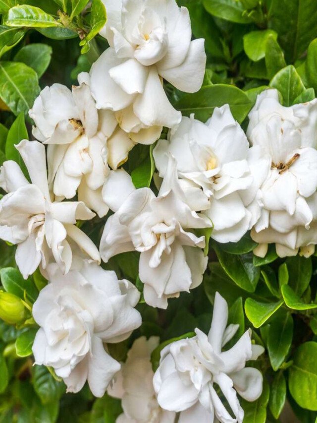 8 Flowers That Smell More Luxurious Than Expensive Perfumes