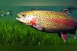 Himachal emerges as leading supplier of rainbow trout-eyed ova New Project(7)