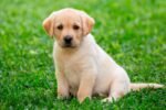 Puppy, dog