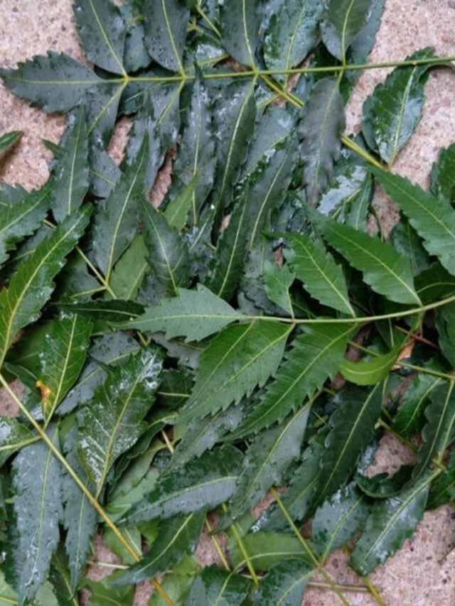 Why Neem Leaves Are Beneficial For Skin ?