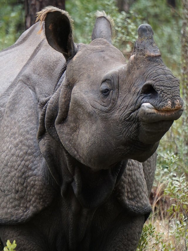 The Rare and Elusive Wildlife of Manas National Park