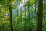 1500x900_1686967-forest