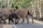 Safe corridor for wild elephants along NH-08 soon