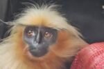 Four endangered Golden Langurs rescued; conservationists demand repatriation to Assam