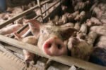 ASF outbreak: Kohima declares Infected and Surveillance Zones New Project(22)