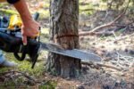 Tree felling