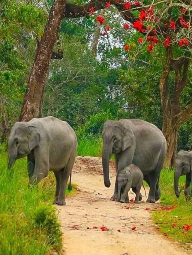 India’s Top 10 Eco Tourism Spots Rich In Wildlife
