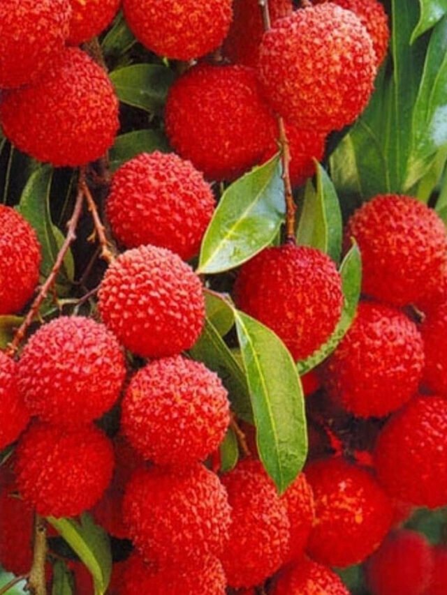Top Litchi-Producing Regions In India