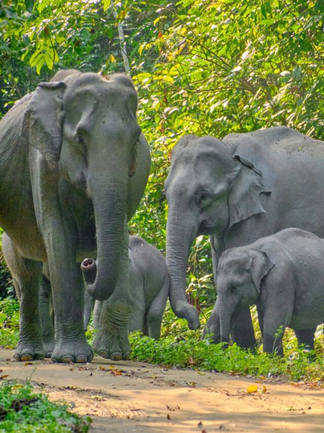 10 Romantic Honeymoon Destinations in Assam for an Unforgettable Getaway