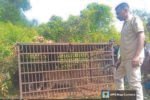 Leopard caged in Bhelaguri Tea Estate