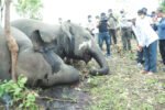 1,209 elephants died in Assam during 2000-2023: WII report New Project(17)