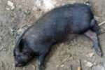 2 Longleng villages declared ASF-infected zones New Project(21)