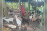 Rural woman in Karbi Anglong turns livestock into livelihood New Project(30)