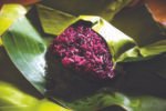Assam Agriculture University develops purple rice; gets plant variety registered Anchor