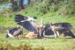 Experts call for increased involvement of stakeholders to stop vulture deaths
