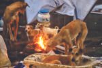 SC modifies ‘harsh’ direction, orders release of stray dogs post sterilisation in Delhi-NCR