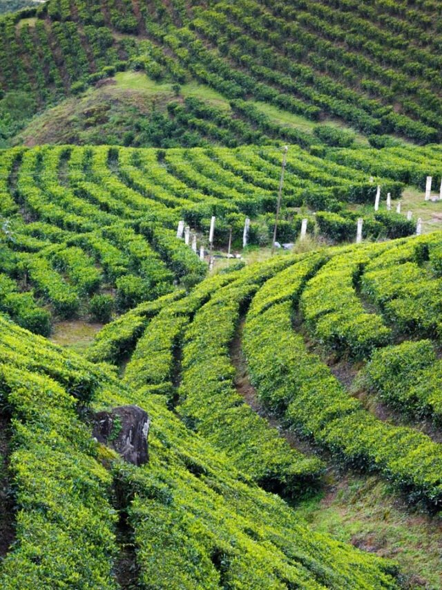 6 Hill Stations in South India That Shine After the Monsoons