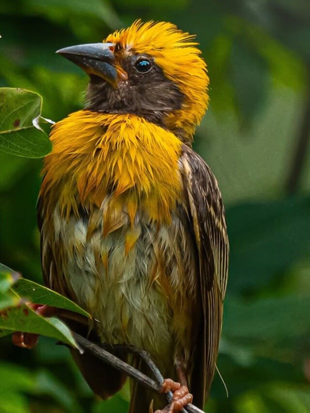 9 Incredible Bird Adaptations For Surviving The Indian Climate