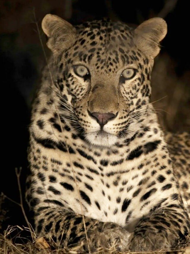 Top 10 Places To See Leopards In India