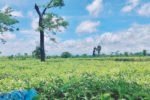 ATPA calls for prioritising quality to restore buyer confidence