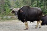 Arunachal minister emphasises regional collaboration for Mithun conservation Arunachal minister emphasises regional collaboration for Mithun conservation