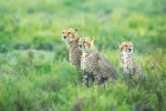 Cheetah panel’s input sought for MP irrigation project
