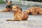 Dog bite cases in Meghalaya alarming New Project(11)