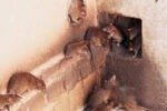 Zoologists to assess rodent outbreak in Mizoram New Project(2)