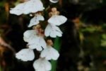 New orchid species discovered in Arunachal
