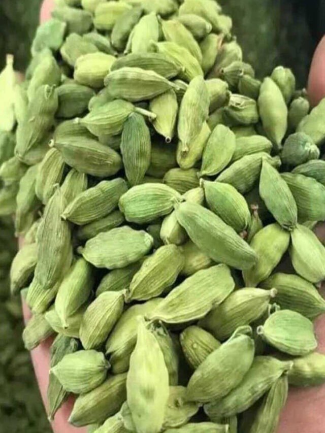 Lesser-Known Benefits of Cardamom
