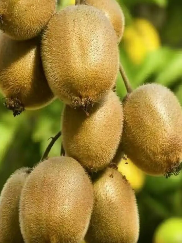 Lesser-Known Benefits of Kiwi