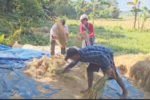 Border unrest over paddy harvesting ends Lead2