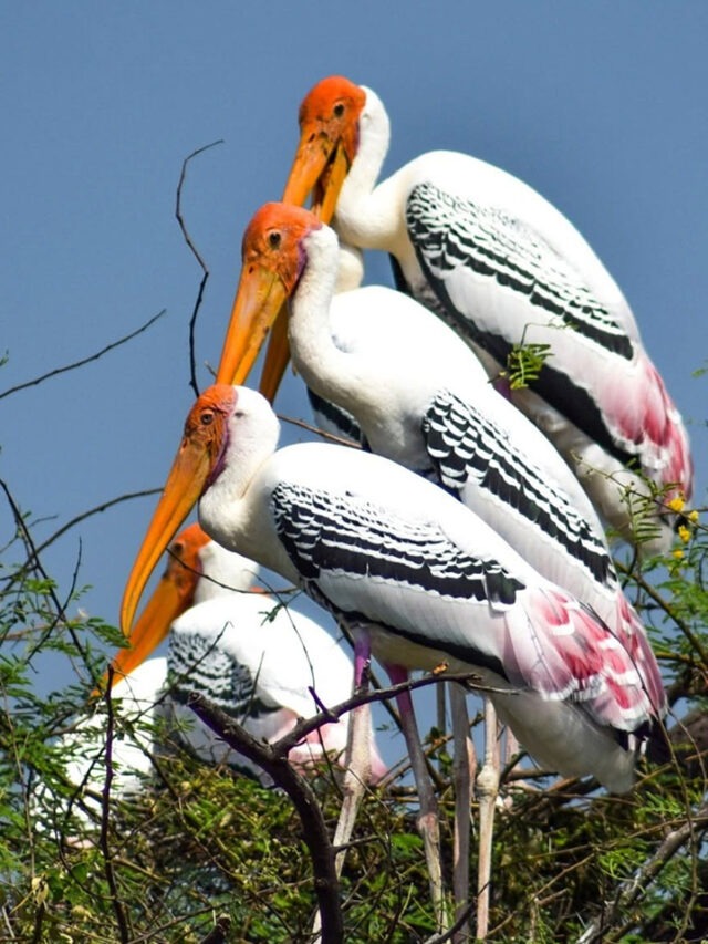 8 Most Gorgeous Migratory Birds to Spot in Kutch This October