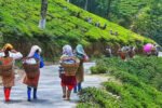 Small tea growers urge Tea Board to issue stop-plucking orders during winter dormancy tf