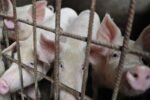 Jorhat bans Pig transport amid Swine fever surge