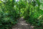 Poba Forest Waits for Sanctuary Status as Encroachment Expands New Project(6)