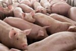 Inter-district movement of live pigs banned in Assam amid African Swine Fever outbreak New Project(6)
